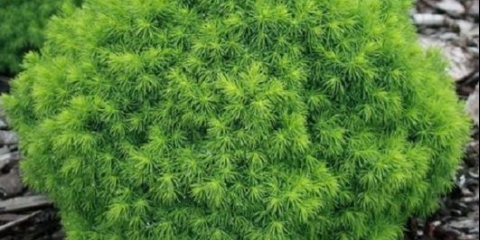 Opis smreke kanadske alberta globusa